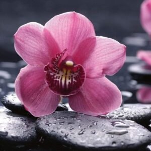 Fotobehang - Orchid 225x250cm - Vliesbehang