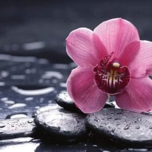 Fotobehang - Orchid 375x250cm - Vliesbehang