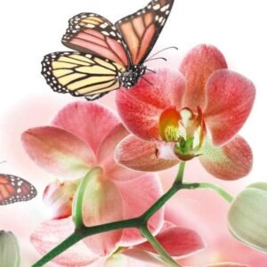 Fotobehang - Orchids and Butterfly 150x250cm - Vliesbehang