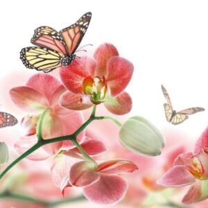 Fotobehang - Orchids and Butterfly 375x250cm - Vliesbehang