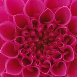 Fotobehang - Pink Dahlia 150x250cm - Vliesbehang