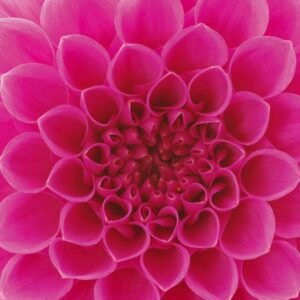 Fotobehang - Pink Dahlia 225x250cm - Vliesbehang