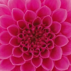 Fotobehang - Pink Dahlia 375x250cm - Vliesbehang