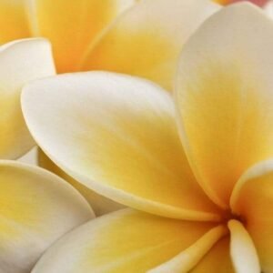 Fotobehang - Plumeria 150x250cm - Vliesbehang