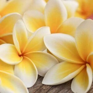 Fotobehang - Plumeria 375x250cm - Vliesbehang