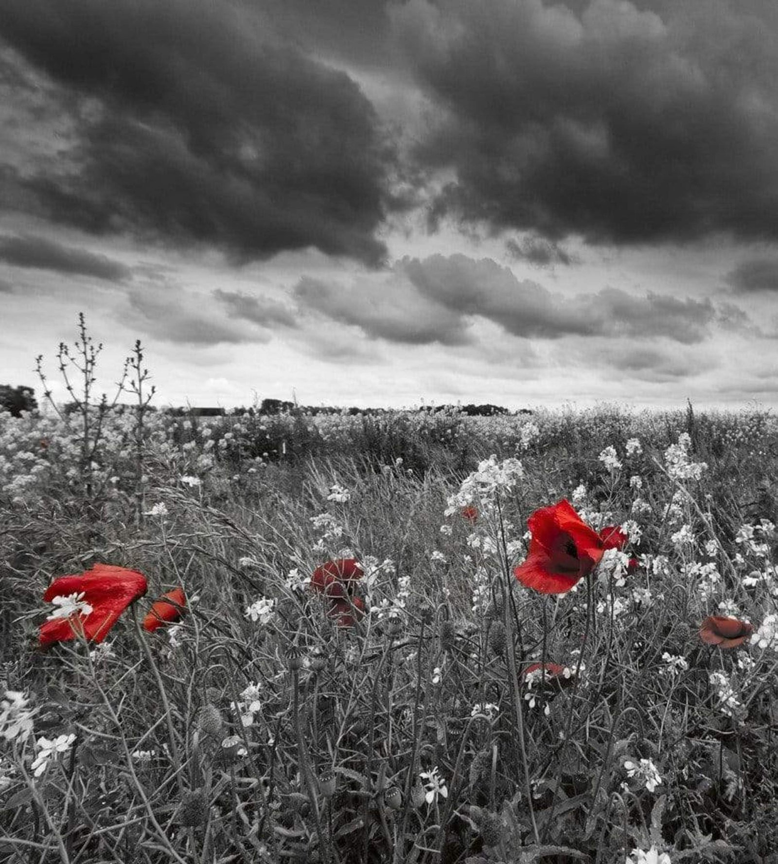 Fotobehang - Poppies Black 225x250cm - Vliesbehang 2 Fotobehang - Poppies Black 225x250cm - Vliesbehang - Afbeelding 2