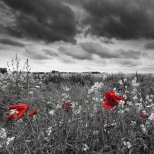 Fotobehang - Poppies Black 225x250cm - Vliesbehang