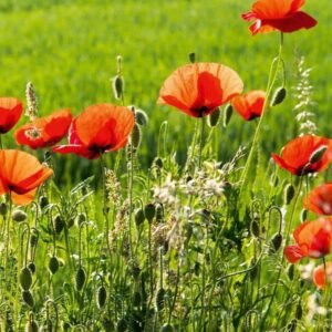 Fotobehang - Poppy Field 225x250cm - Vliesbehang