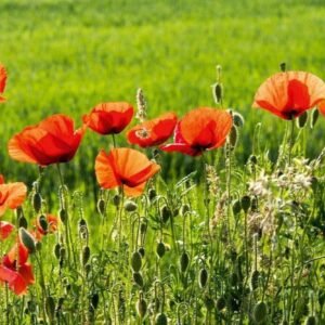 Fotobehang - Poppy Field 375x250cm - Vliesbehang