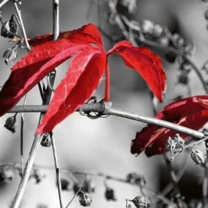 Fotobehang - Red Leaves on Black 150x250cm - Vliesbehang