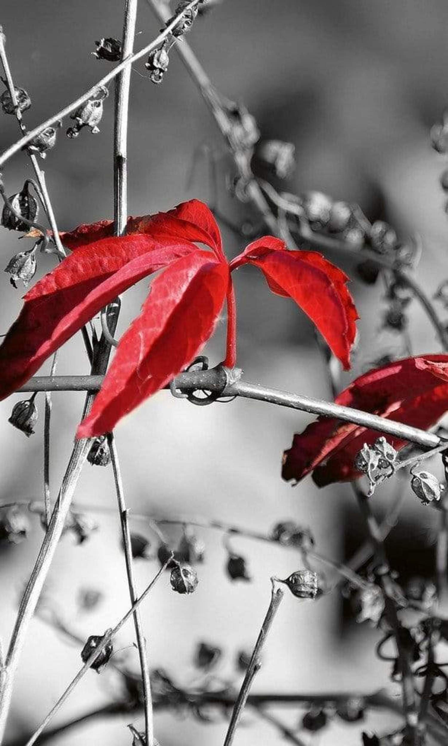 Fotobehang - Red Leaves on Black 150x250cm - Vliesbehang 1 Fotobehang - Red Leaves on Black 150x250cm - Vliesbehang