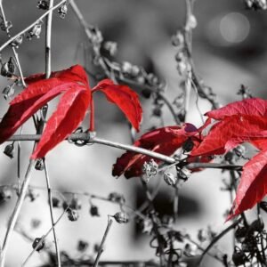 Fotobehang - Red Leaves on Black 225x250cm - Vliesbehang