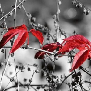 Fotobehang - Red Leaves on Black 375x250cm - Vliesbehang
