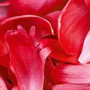 Fotobehang - Red Petals 150x250cm - Vliesbehang