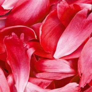 Fotobehang - Red Petals 225x250cm - Vliesbehang