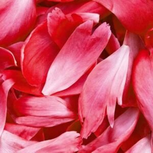 Fotobehang - Red Petals 375x250cm - Vliesbehang