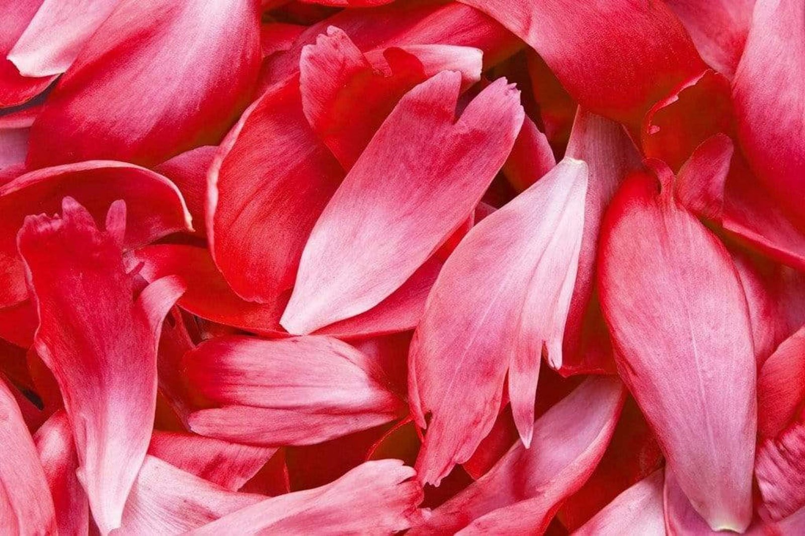 Fotobehang - Red Petals 375x250cm - Vliesbehang 1 Fotobehang - Red Petals 375x250cm - Vliesbehang