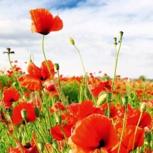 Fotobehang - Red Poppies 225x250cm - Vliesbehang