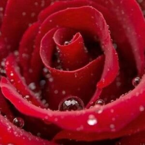 Fotobehang - Red Rose 375x150cm - Vliesbehang