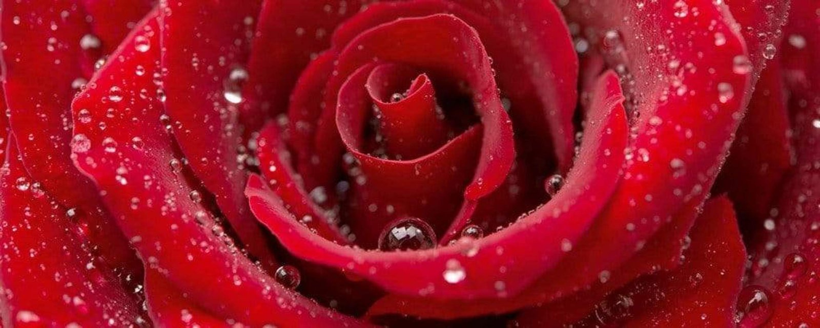 Fotobehang - Red Rose 375x150cm - Vliesbehang 1 Fotobehang - Red Rose 375x150cm - Vliesbehang