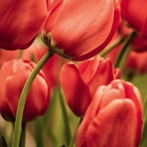 Fotobehang - Red Tulips 150x250cm - Vliesbehang