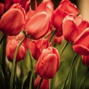 Fotobehang - Red Tulips 375x250cm - Vliesbehang