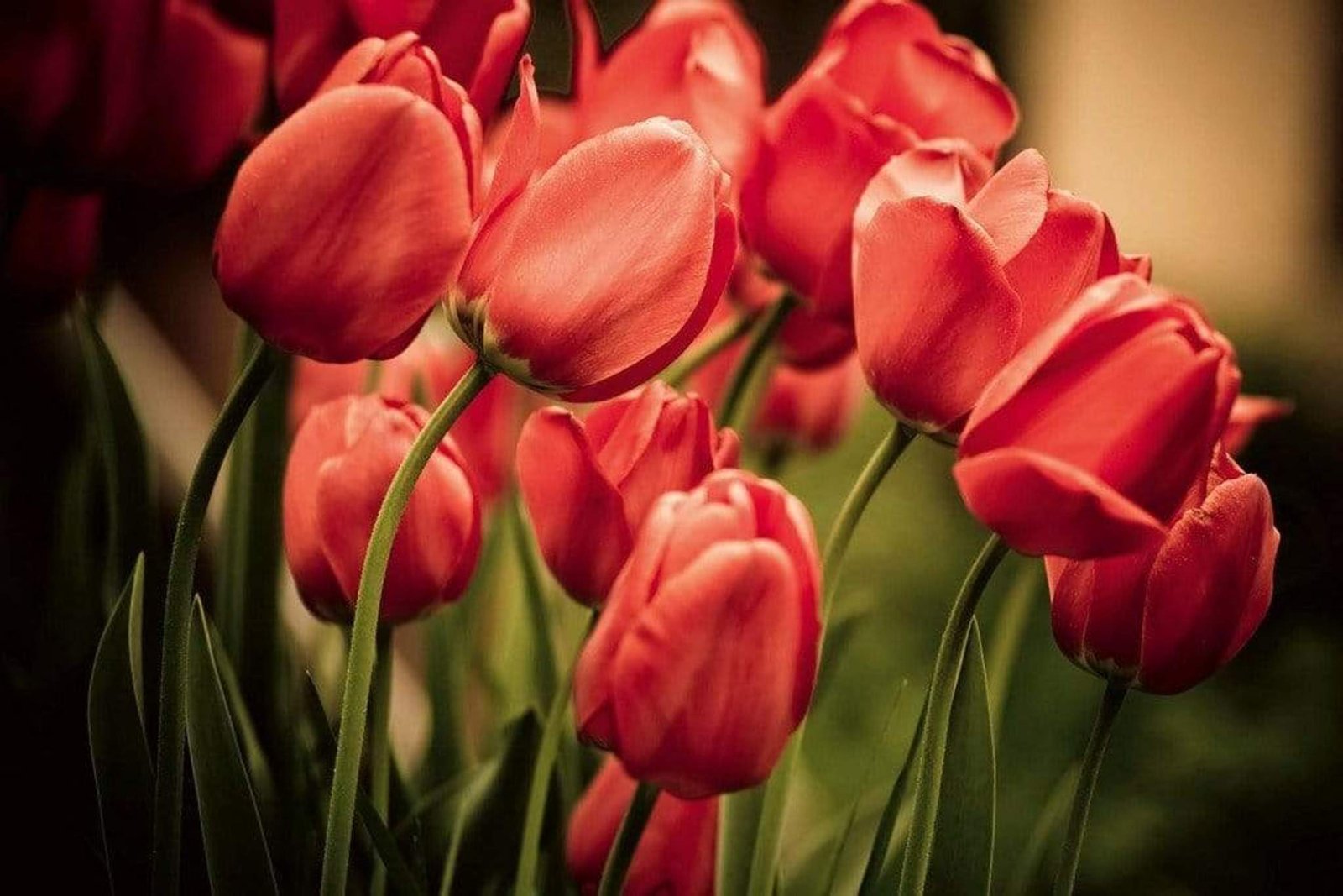 Fotobehang - Red Tulips 375x250cm - Vliesbehang 1 Fotobehang - Red Tulips 375x250cm - Vliesbehang