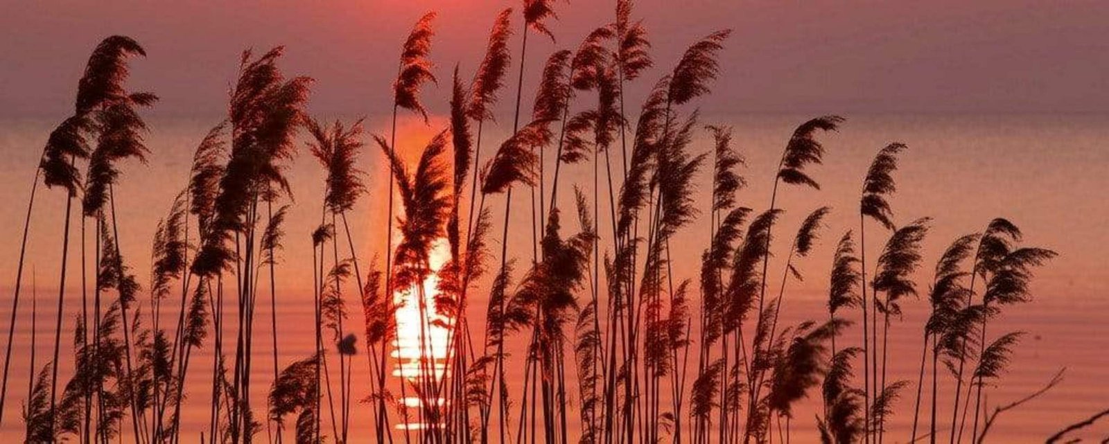Fotobehang - Reed on Lake 375x150cm - Vliesbehang 1 Fotobehang - Reed on Lake 375x150cm - Vliesbehang