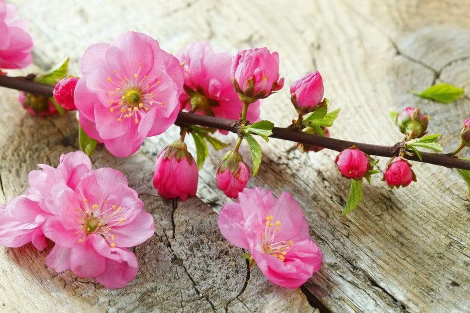 Fotobehang - Sakura 375x250cm - Vliesbehang 1 Fotobehang - Sakura 375x250cm - Vliesbehang