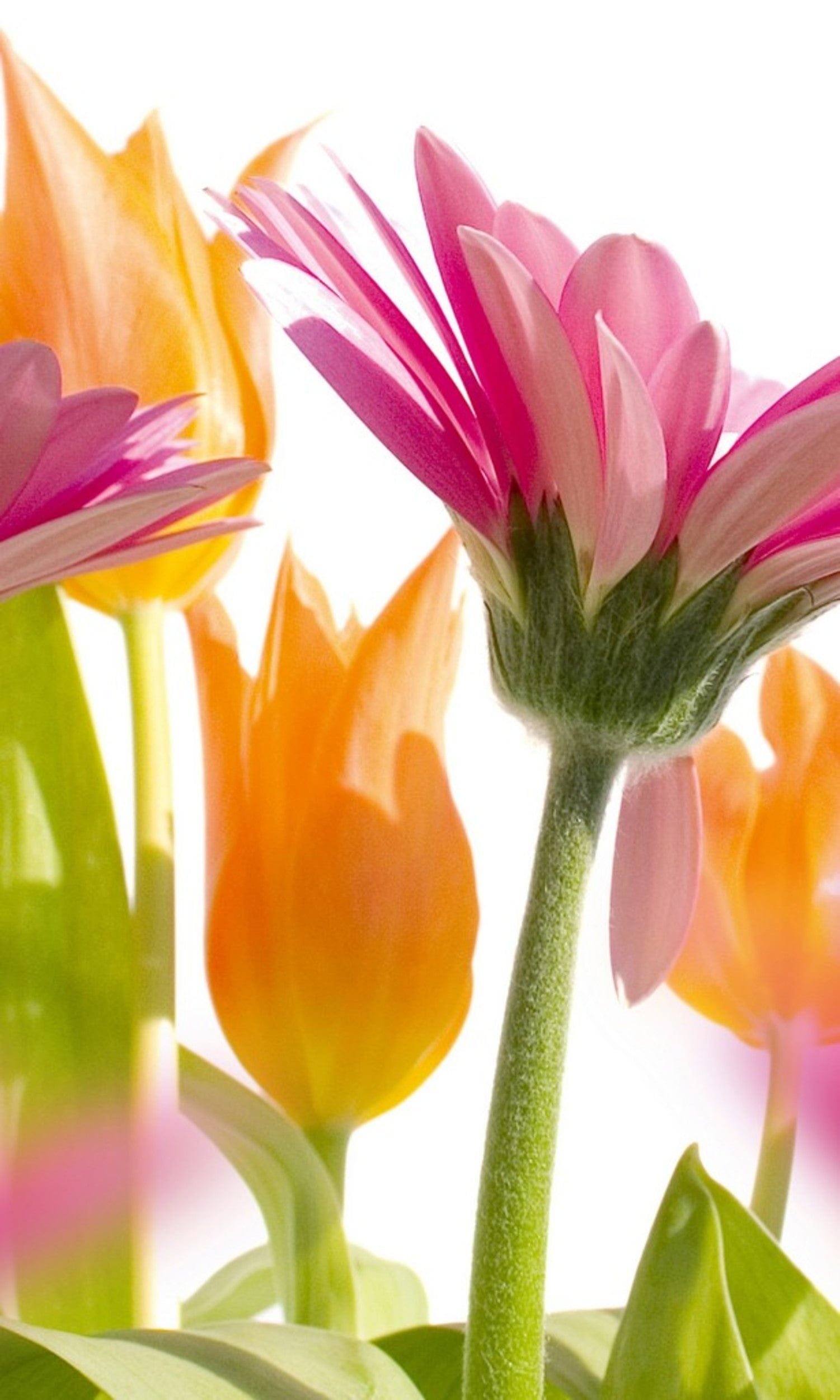 Fotobehang - Spring Flowers 150x250cm - Vliesbehang 1 Fotobehang - Spring Flowers 150x250cm - Vliesbehang
