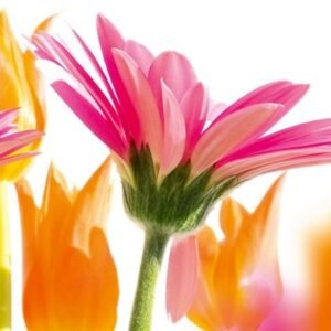 Fotobehang - Spring Flowers 375x150cm - Vliesbehang