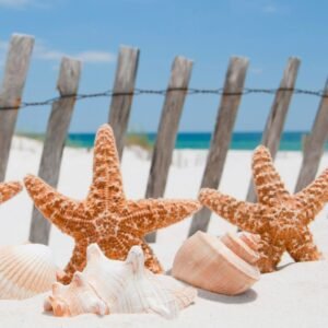 Fotobehang - Starfish 225x250cm - Vliesbehang
