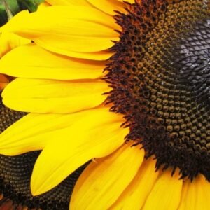 Fotobehang - Sunflowers 150x250cm - Vliesbehang