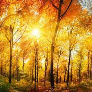 Fotobehang - Sunny Forest 375x150cm - Vliesbehang