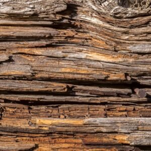Fotobehang - Tree Bark 150x250cm - Vliesbehang