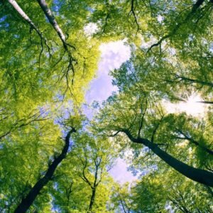Fotobehang - Trees 375x250cm - Vliesbehang