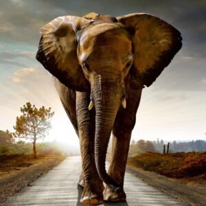 Fotobehang - Walking Elephant 150x250cm - Vliesbehang