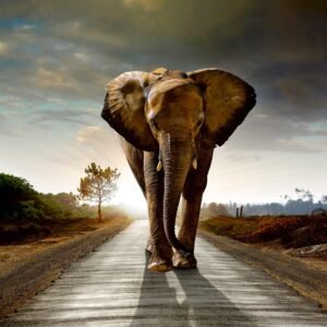 Fotobehang - Walking Elephant 225x250cm - Vliesbehang