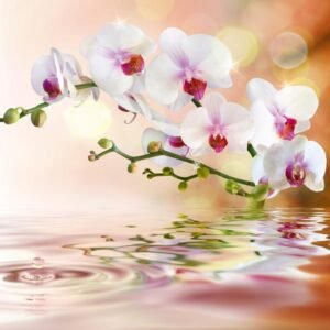 Fotobehang - White Orchid 225x250cm - Vliesbehang