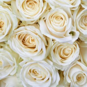 Fotobehang - White Roses 225x250cm - Vliesbehang