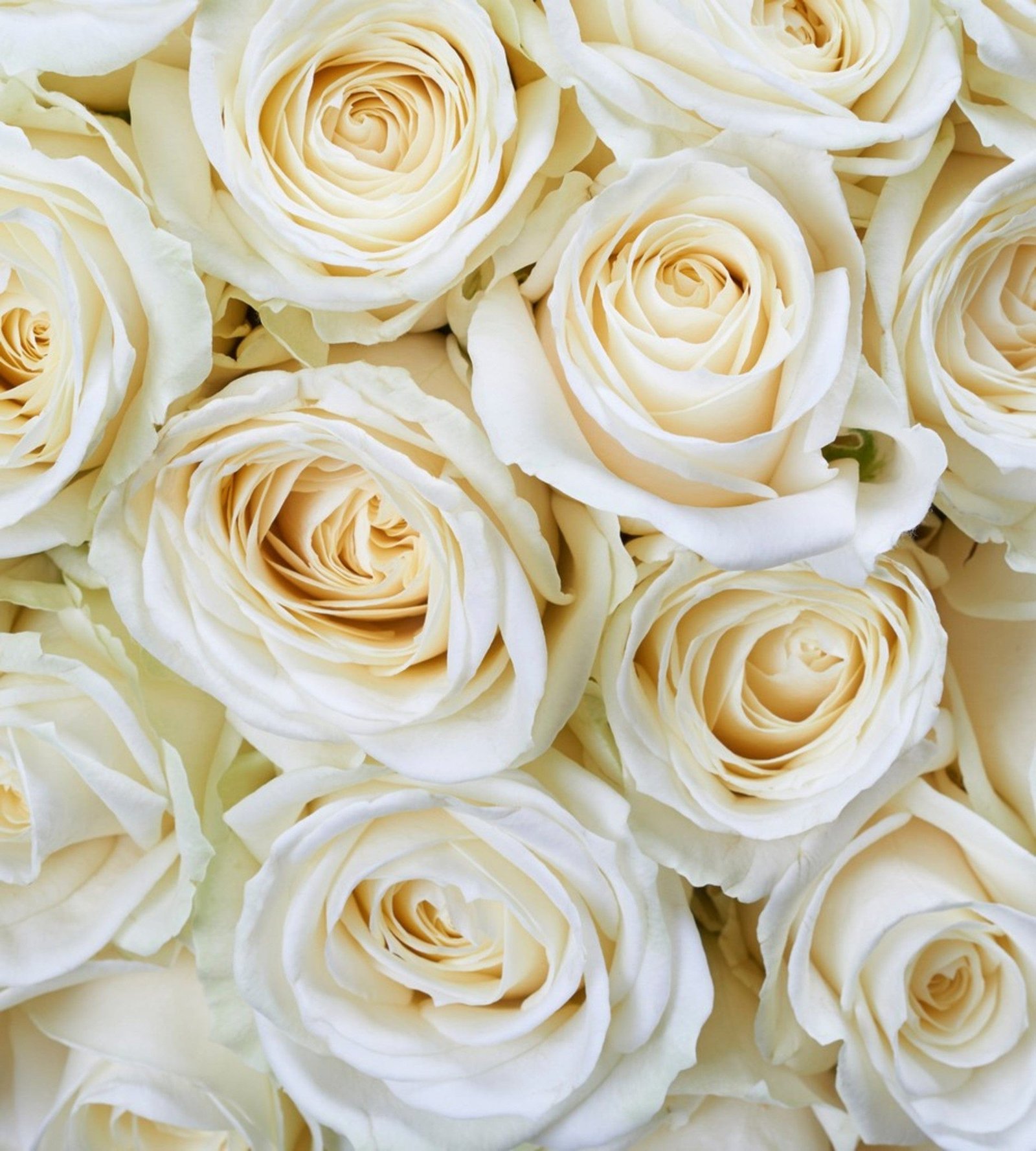 Fotobehang - White Roses 225x250cm - Vliesbehang 1 Fotobehang - White Roses 225x250cm - Vliesbehang