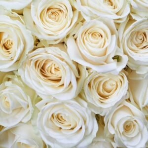 Fotobehang - White Roses 375x250cm - Vliesbehang