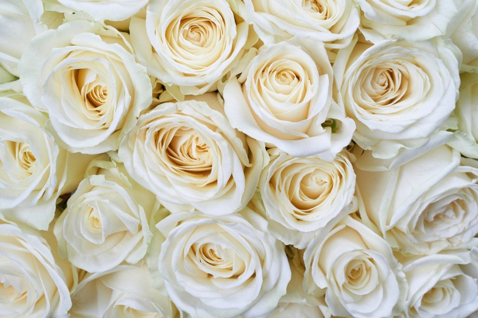 Fotobehang - White Roses 375x250cm - Vliesbehang 1 Fotobehang - White Roses 375x250cm - Vliesbehang