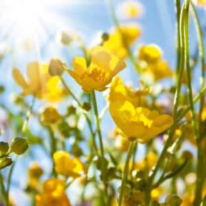 Fotobehang - Yellow Flowers 375x250cm - Vliesbehang