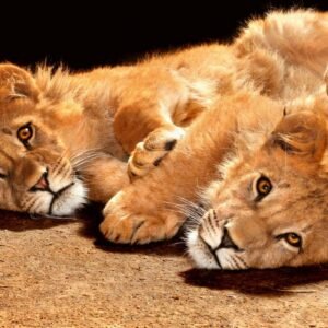 Fotobehang - Young Lions 375x250cm - Vliesbehang