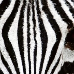Fotobehang - Zebra 375x150cm - Vliesbehang
