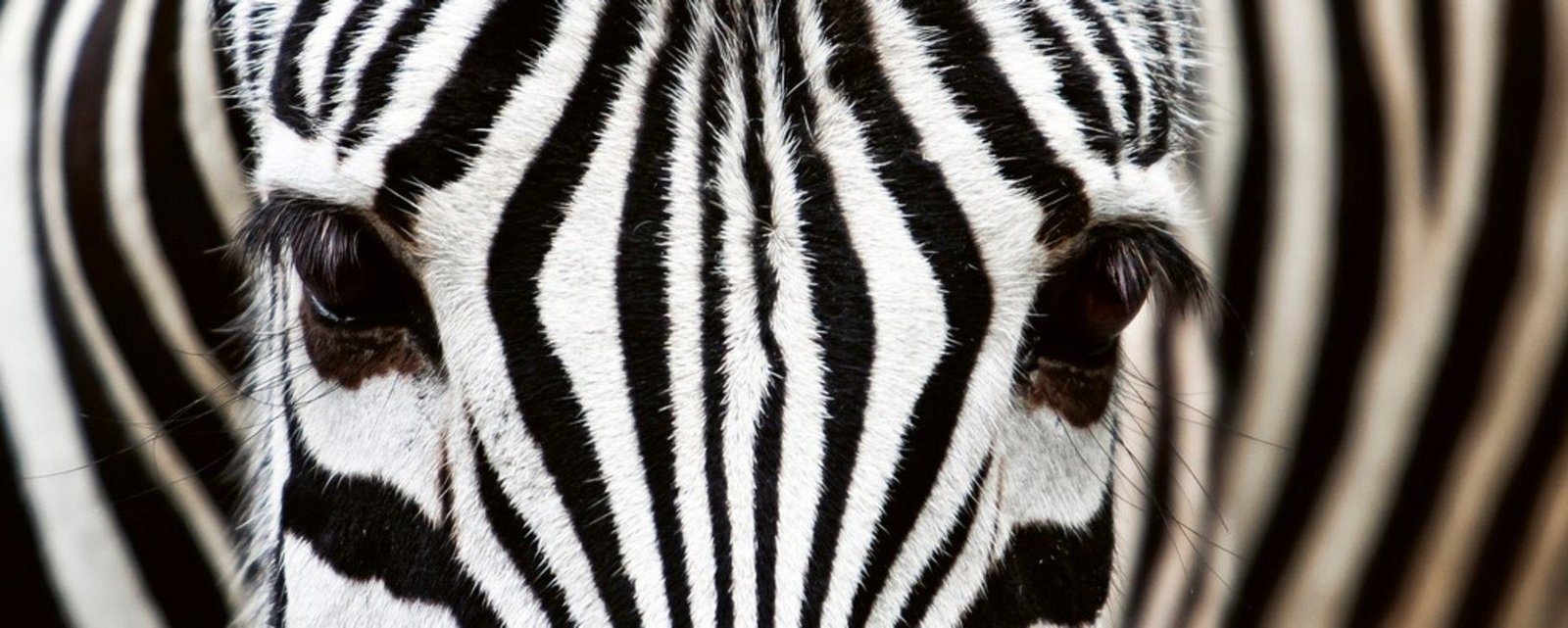 Fotobehang - Zebra 375x150cm - Vliesbehang 1 Fotobehang - Zebra 375x150cm - Vliesbehang