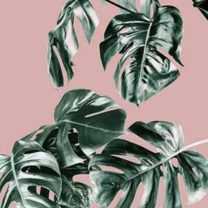 Fotobehang - Monstera Rosé Groen 100x250cm - Vliesbehang
