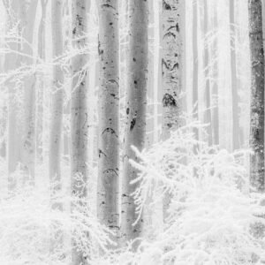 Fotobehang - Winter Wood 400x280cm - Vliesbehang